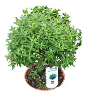 Le myrte d'intérieur (Myrtus) est une plante ornementale en pot.