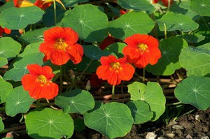 Πώς να μεγαλώσετε το nasturtium