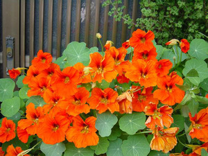 תנאים לגידול nasturtium