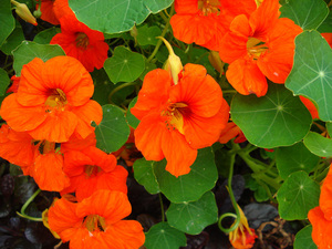 Qual é a aparência de uma flor de capuchinha?