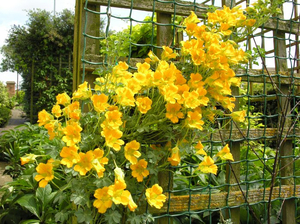 Péče o nasturtium