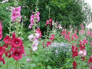 Mallow é outro nome para o caule da rosa.