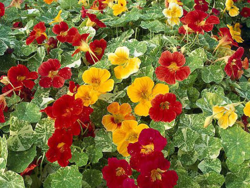 Apakah jenis nasturtium