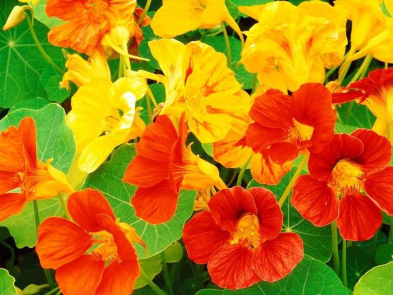 Nasturtium hastalıkları