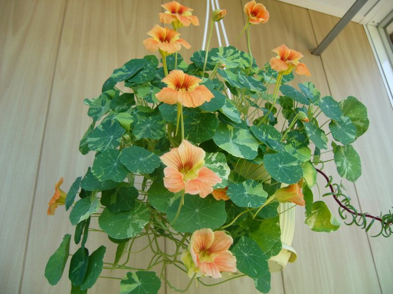 Årlig plante nasturtium