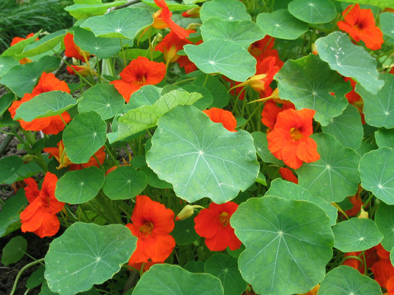 Nasturtium farve