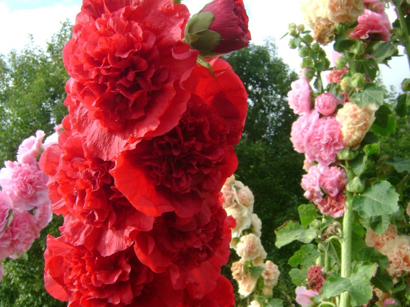 Stammen av rosen er veldig frodig og lys.