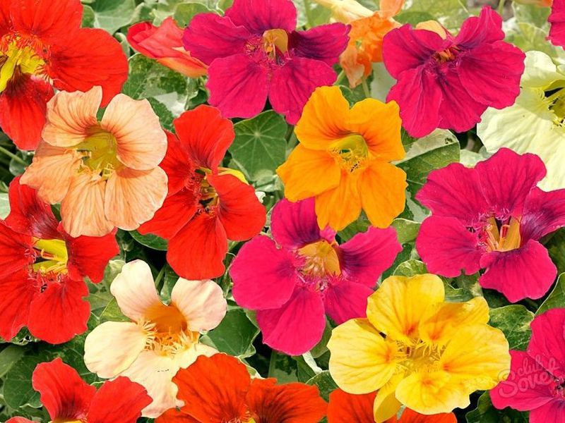 Nasturtium ültetése nyílt terepen