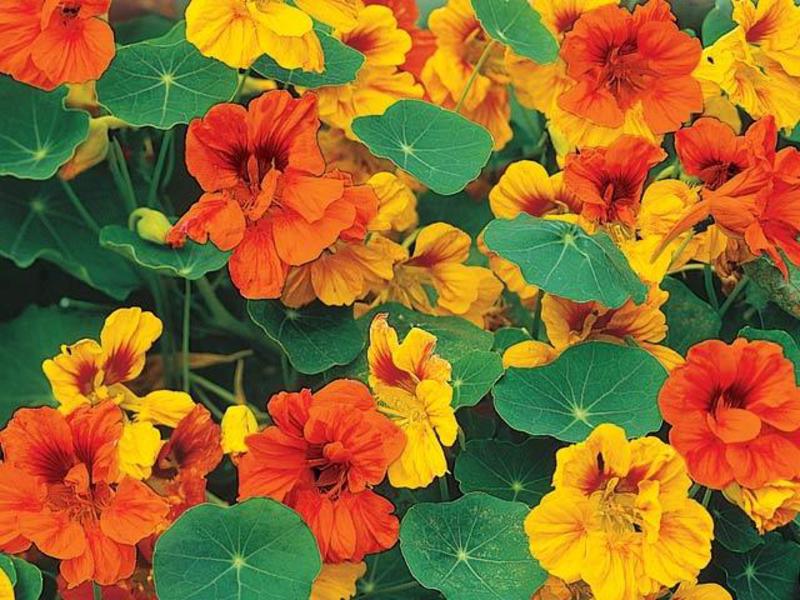 Nasturtium in de tuin