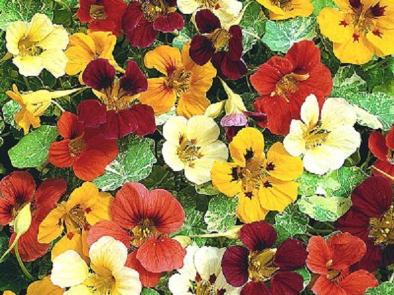 Reproduksjon av nasturtium