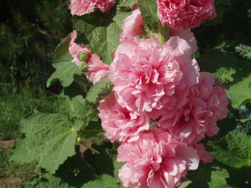 La rosa branca o malva és una planta de jardí molt popular a les nostres latituds.