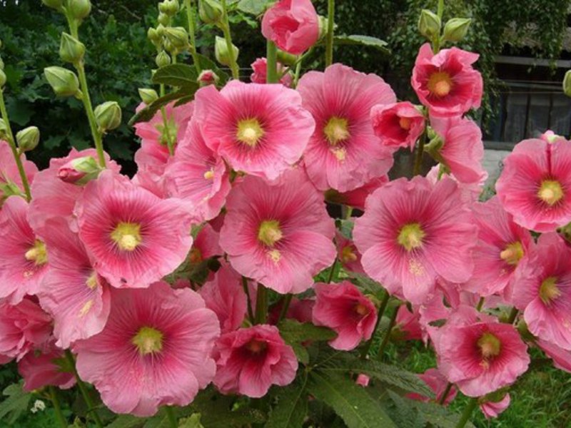 Mallow blossoms in the summer months bring joy to summer residents.