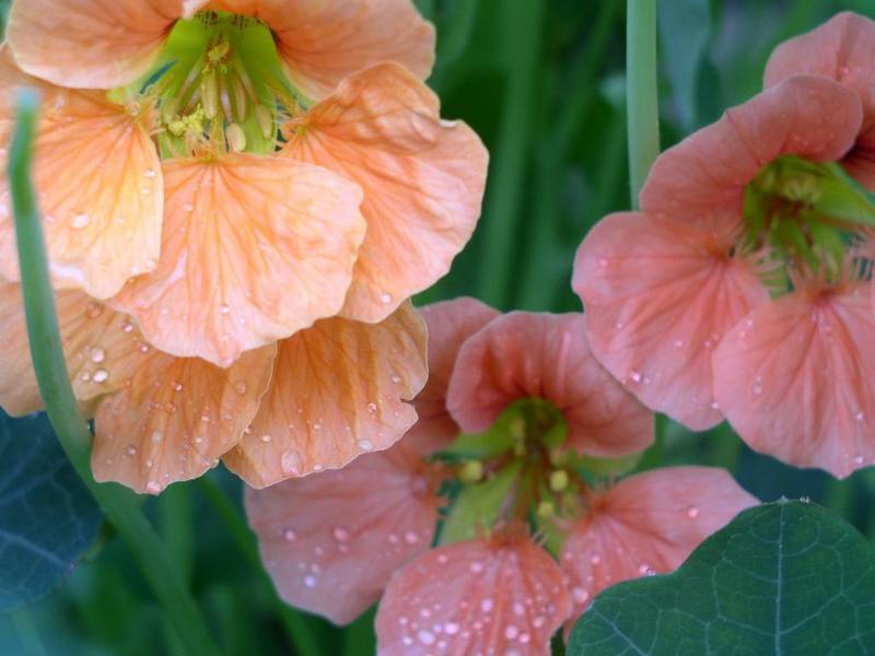 كيف نزرع nasturtium