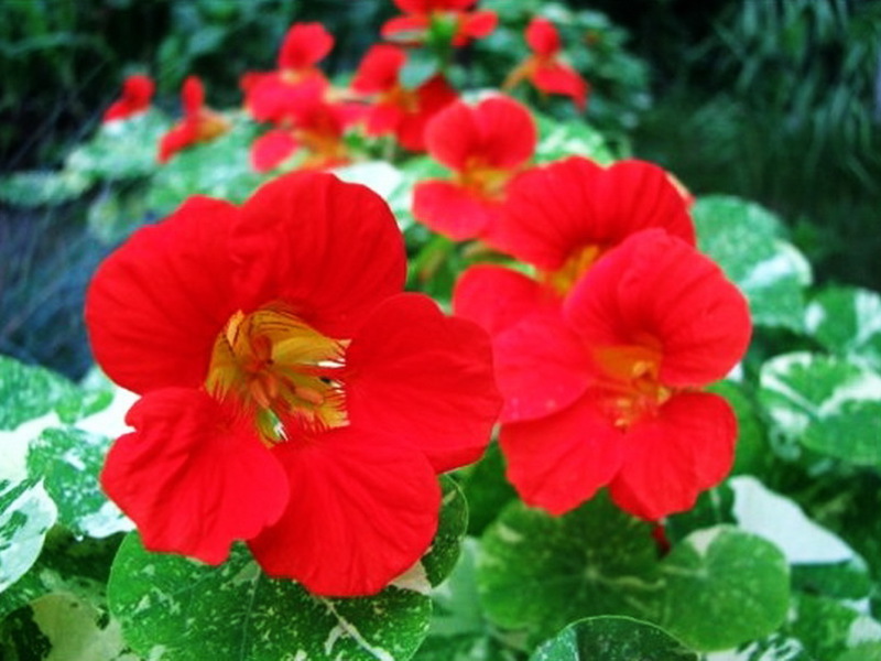 Kuvaus nasturtium-kukasta