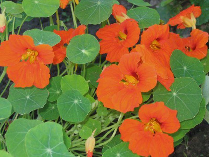 Nasturtium hastalıkları