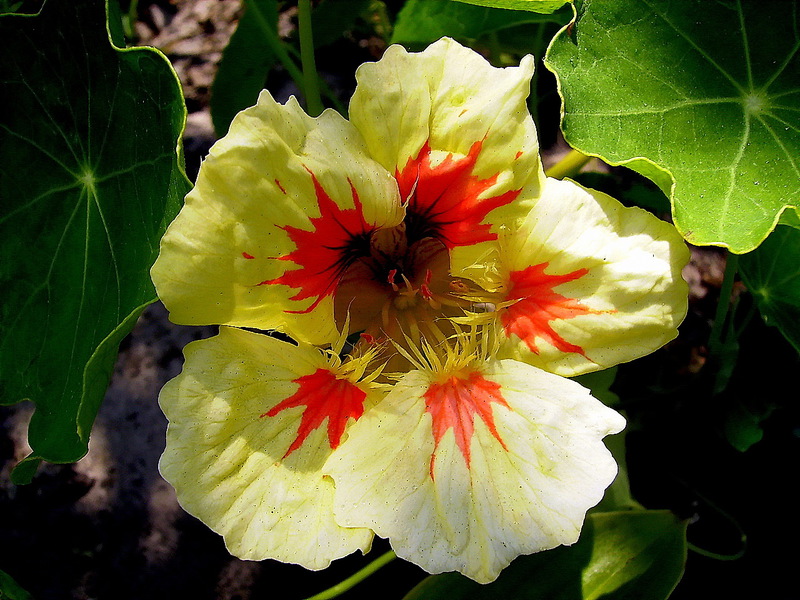 Nasturtium zararlıları