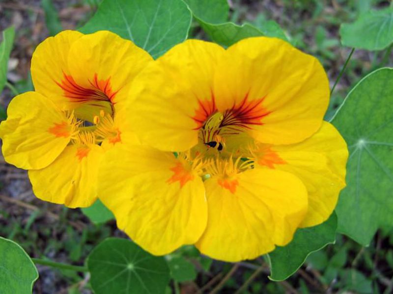 Kako raste nasturtium