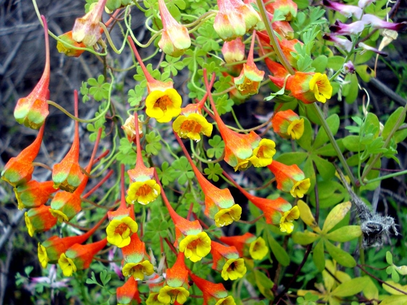 Lumalagong nasturtium