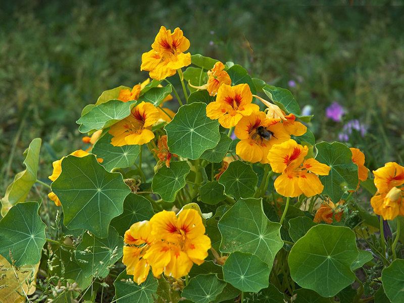 Tricolor nasturtium