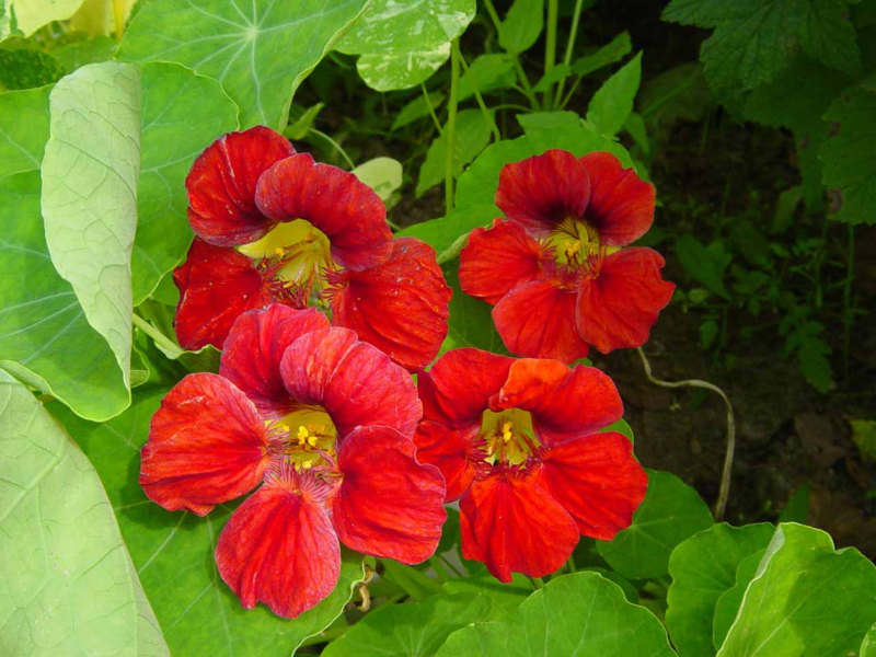 Ασθένειες του nasturtium