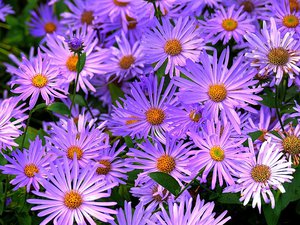 Aster alpine mekar dengan sangat terang dan indah.