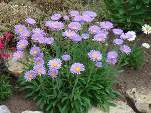 Les plants d'aster sont vendus dans des magasins spécialisés.