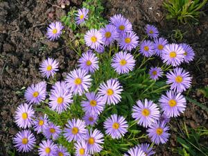 Membiakkan aster di kebun - petua berguna.