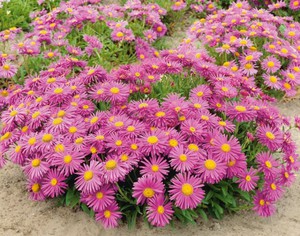 Le rose aster alpin est l'une des espèces de cette plante à fleurs.