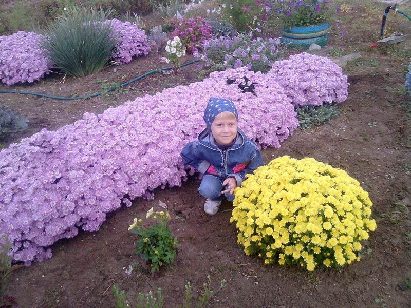 L'aster alpin est très beau dans le jardin.