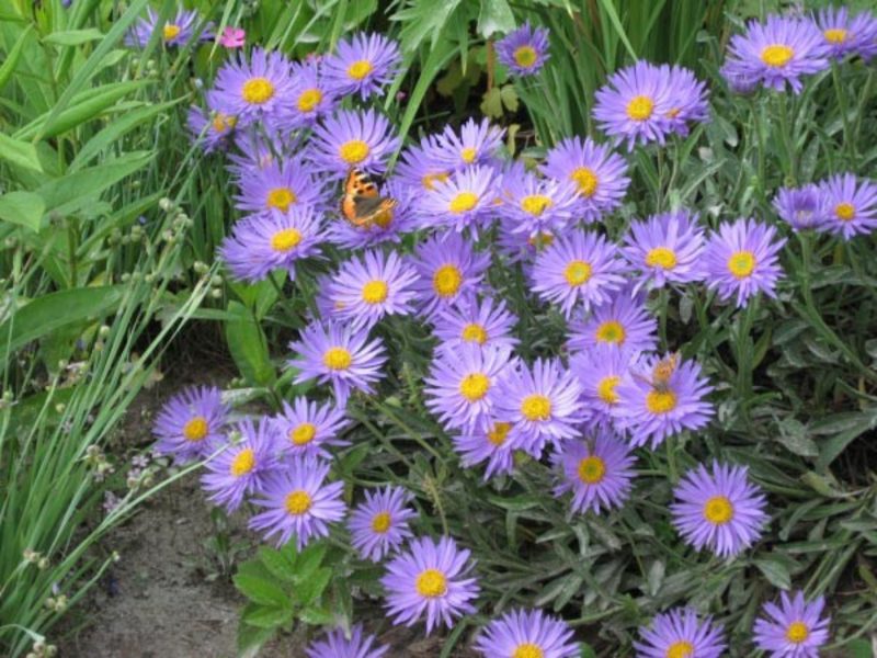 O aster arbusto alpino é geralmente plantado na primavera e o período de floração é nos meses de verão.