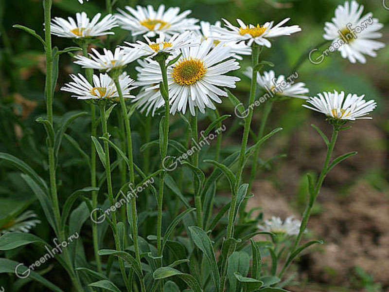 Aster branco alpino é mostrado durante a floração.