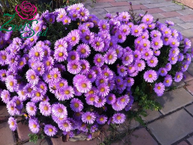 O aster subdimensionado é uma planta herbácea.