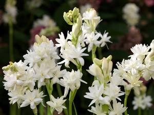 Tuberose neredeyse bütün yaz çiçek açar.