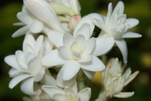 Tuberosa - foto close-up da flor