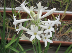 Le tuberose crescono molto bene anche a casa.