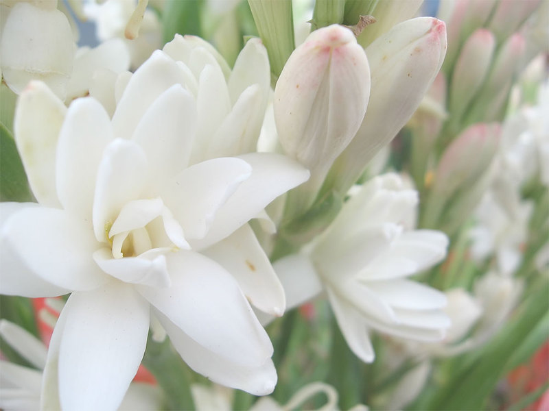 Tuberoos in de tuin en thuis is een bloem die zowel in een pot als in een bloembed kan groeien.