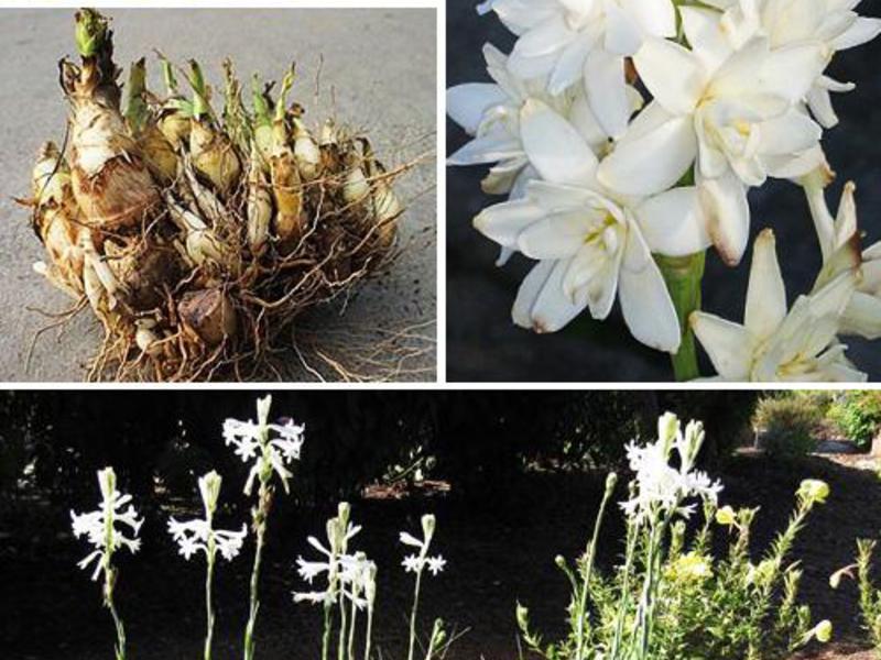 Foto di bulbi di tuberosa - conservazione in inverno.