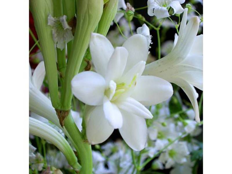 A tuberosa é uma flor branca muito bonita