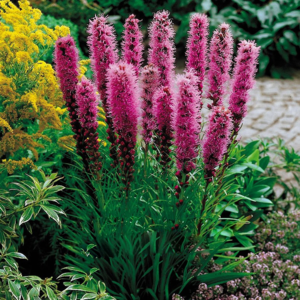 Liatris spikelet