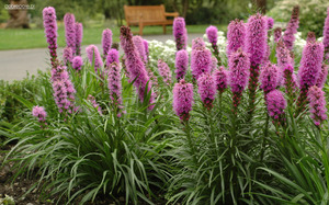 Điều kiện trồng cây Liatris