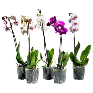 As orquídeas em vasos são vendidas em floriculturas.