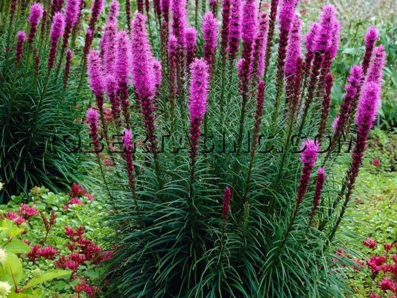 Variétés de variétés de Liatris