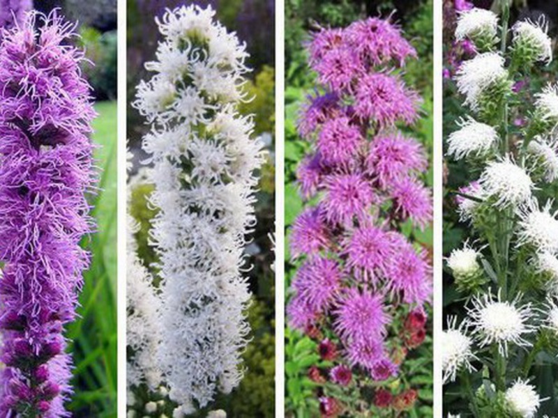 Liatris spikelet