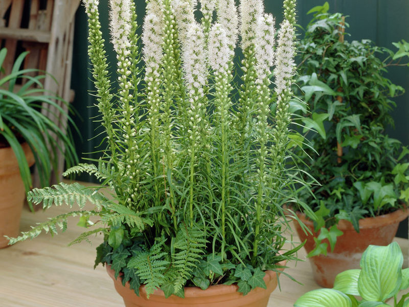 Farba kvetu Liatris