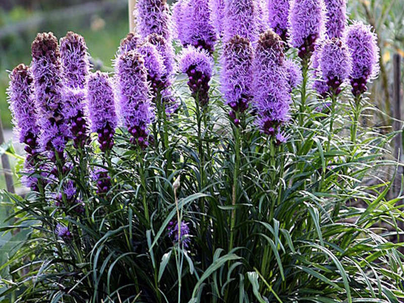 Herbe de jardin Liatris