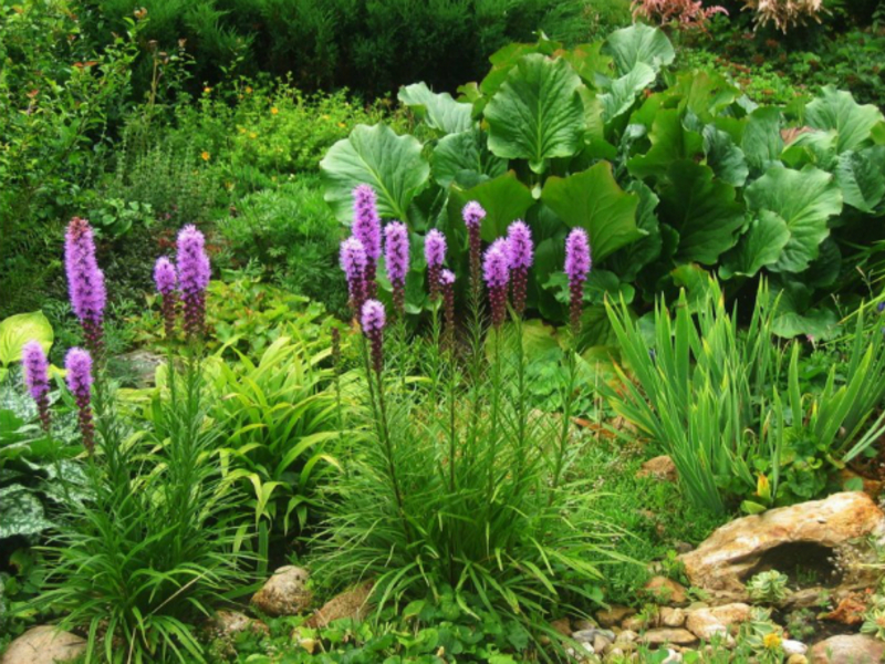 Variétés de Liatris