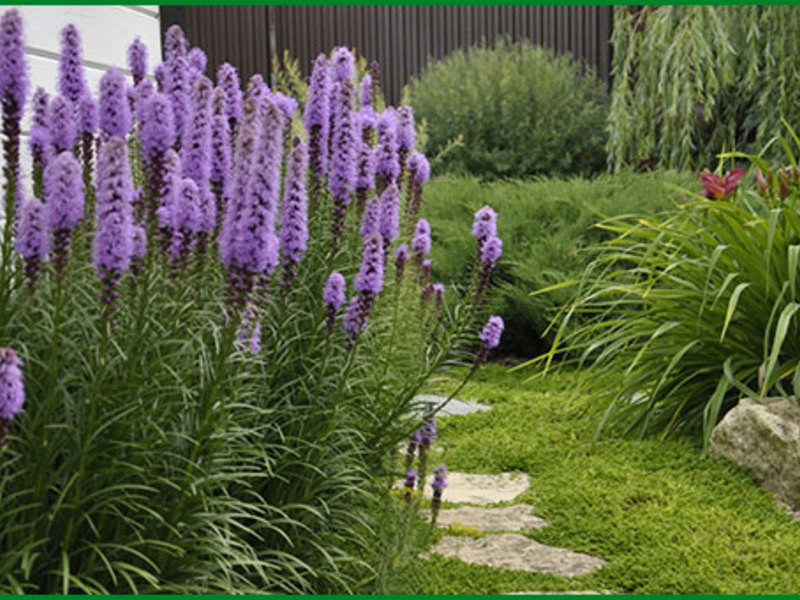 Bulaklak sa hardin ng Liatris