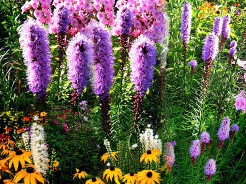 Liatris plant