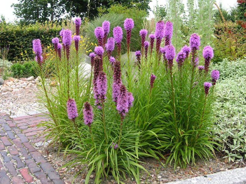 Como cuidar de uma planta Liatris