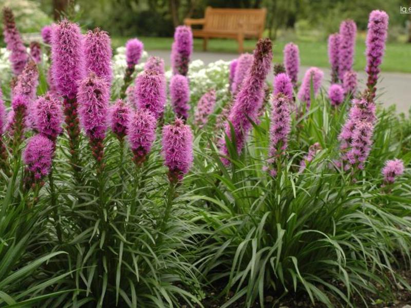 Types de Liatris